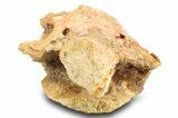 Fossil Bony Fish (Palaeonotopterus) Skull w/ Mouth Plate -Morocco #300003-3